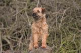 BORDER TERRIER 109